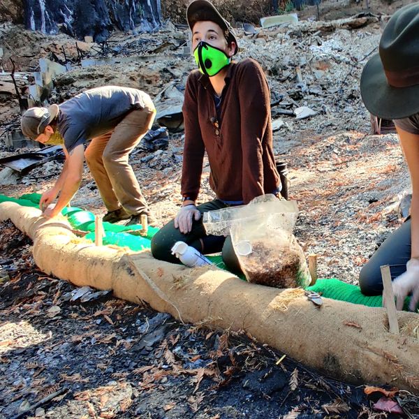 fungi contamination cleanup