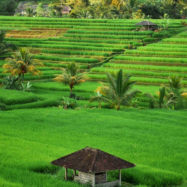 rice agriculture
